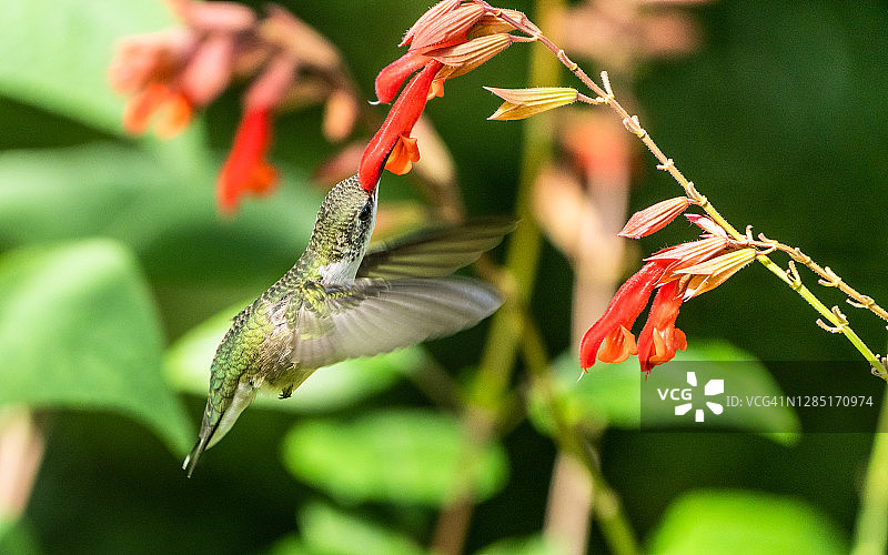 红宝石喉蜂鸟-纽约图片素材