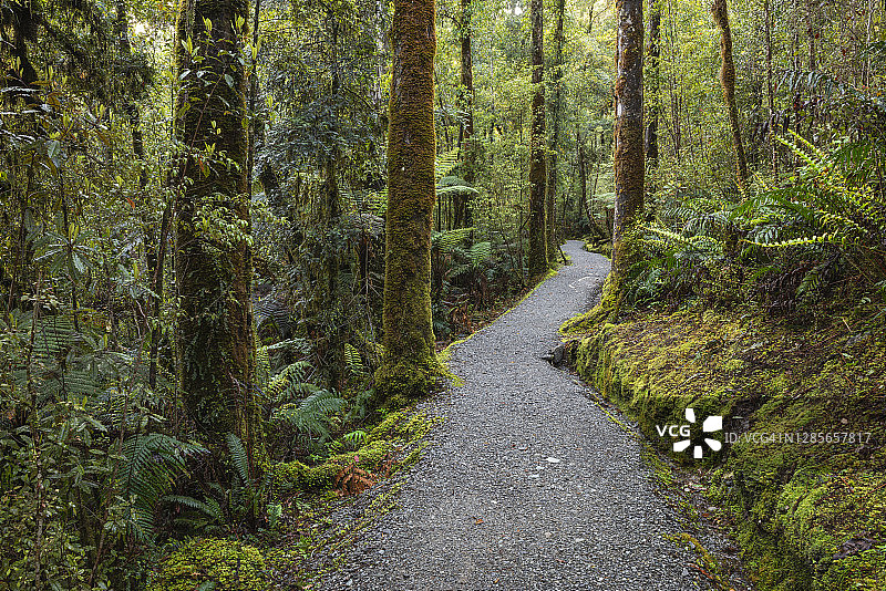 马西森湖步道穿过雨林的步道，靠近新西兰的狐狸冰川。图片素材