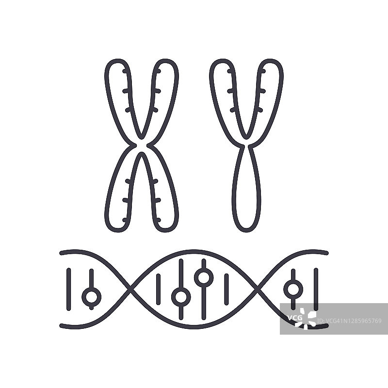 染色体图标，线性孤立的插图，细线矢量，网页设计标志，轮廓概念符号与可编辑的笔触在白色的背景。图片素材