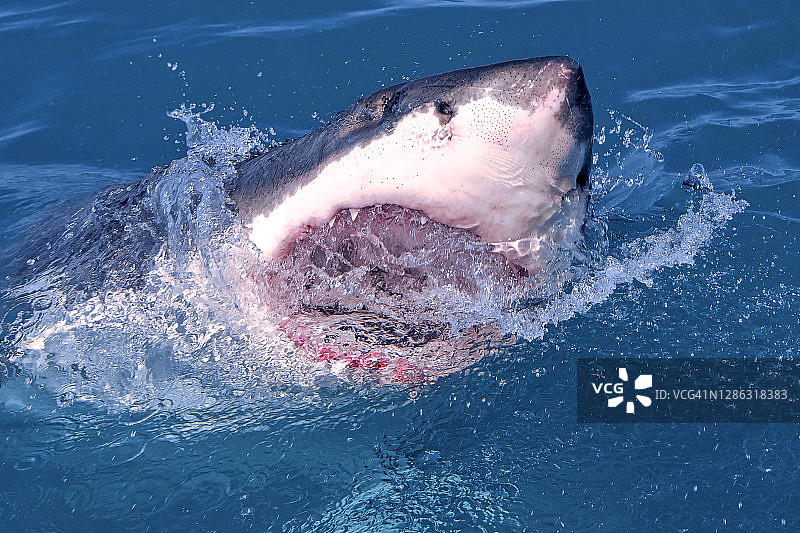 大白鲨，干斯拜，南非图片素材