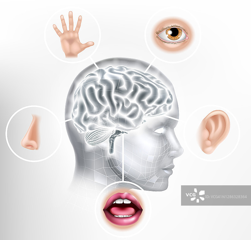 五感人脑头脸人工智能概念图片素材