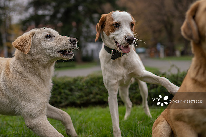 三只好玩的狗在公园里玩图片素材