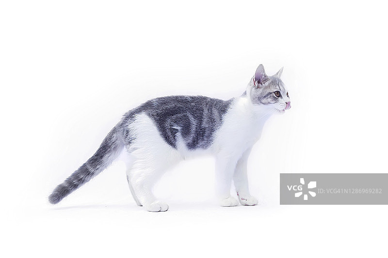 苏格兰折叠猫站在白色的背景上。小猫们的肖像代表着看东西。猫在等着吃东西。图片素材