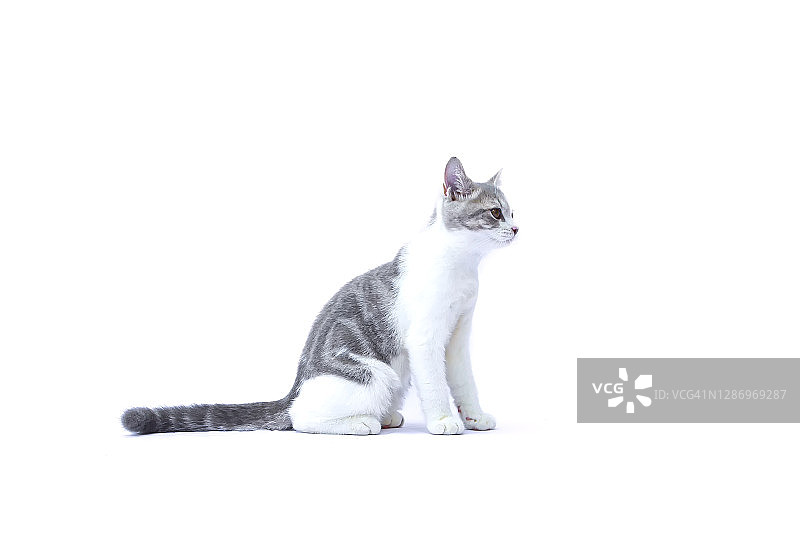 苏格兰折叠小猫坐在白色的背景。小猫的肖像是坐着看东西。猫在等着吃东西。图片素材
