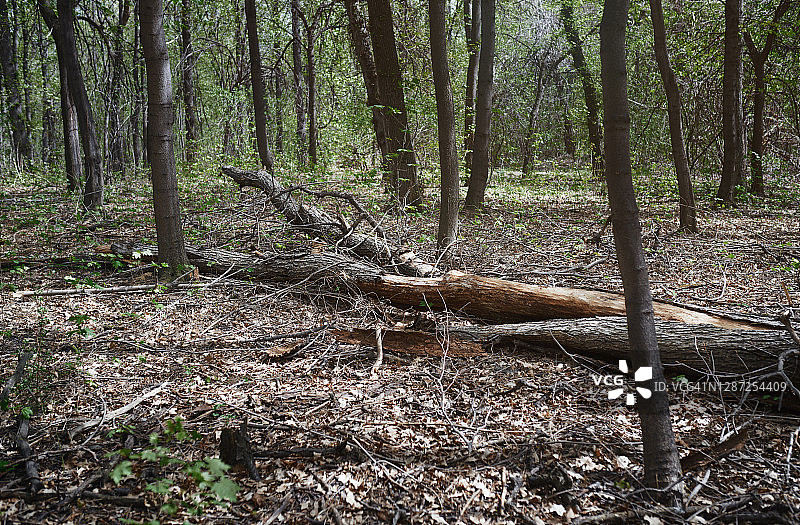 森林里倒下的树干图片素材