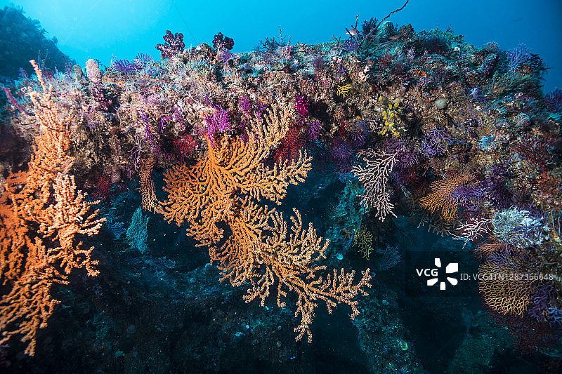 鱼礁的一边，软珊瑚繁盛图片素材