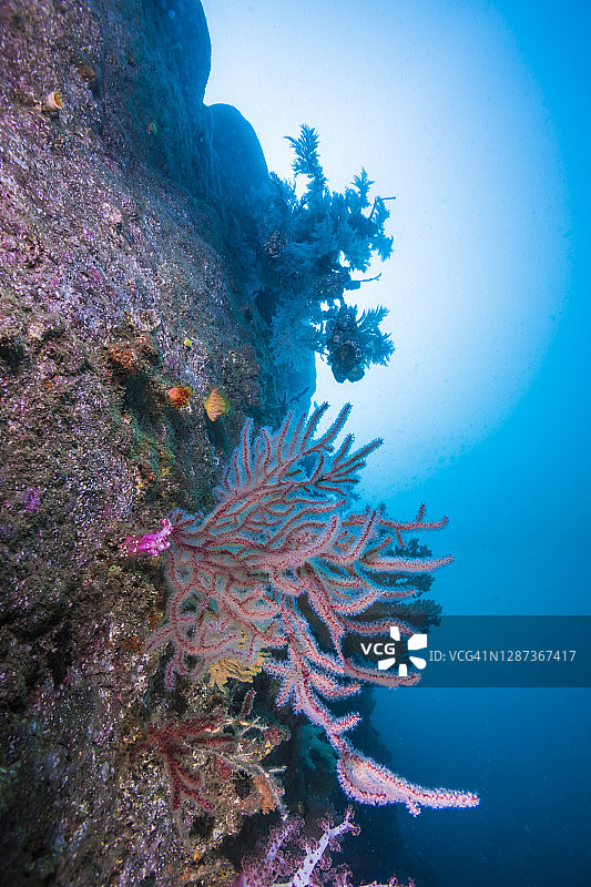 被软珊瑚覆盖的水下悬崖剪影图片素材