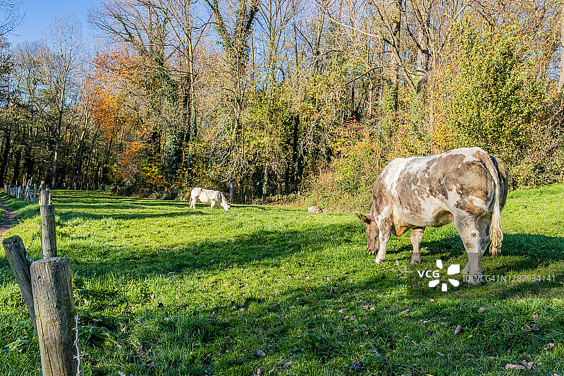 农场四周绿树成荫，两头披着暗灰白皮毛的奶牛在阳光明媚的秋日里静静地吃草图片素材