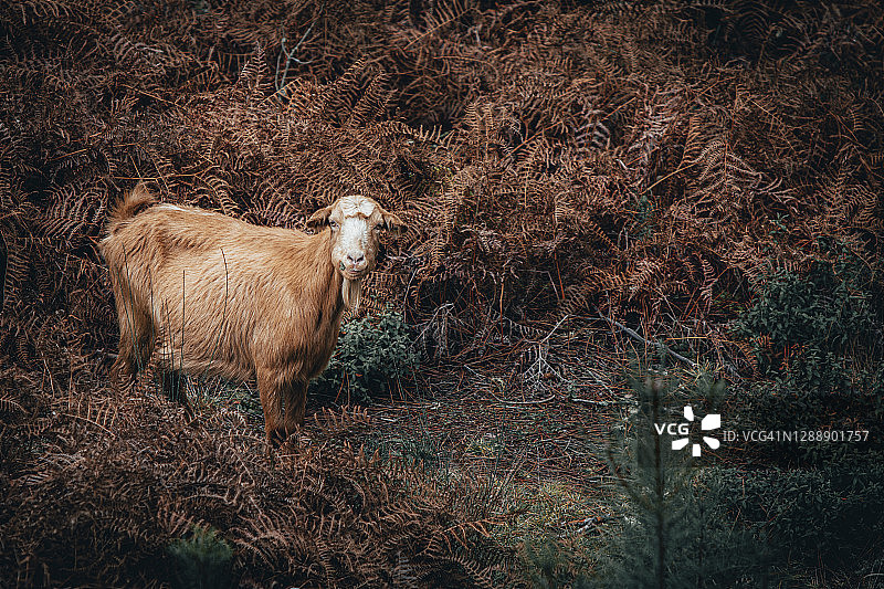 在森林里觅食的山羊图片素材