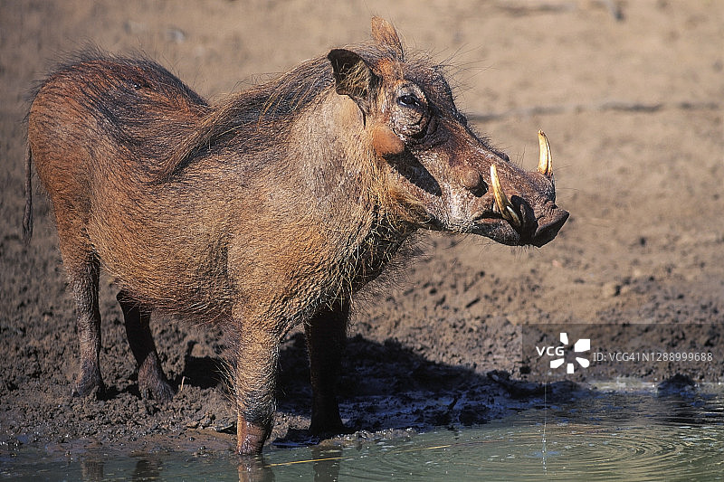 穆库兹野生动物保护区的一个水坑里的疣猪图片素材
