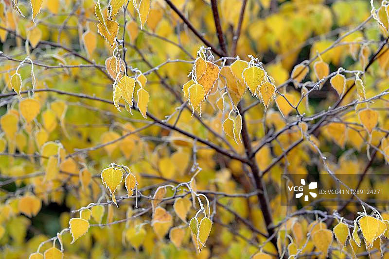 德国北莱茵-威斯特伐利亚地区的桦树(桦树)，叶子有白霜和秋天的颜色图片素材