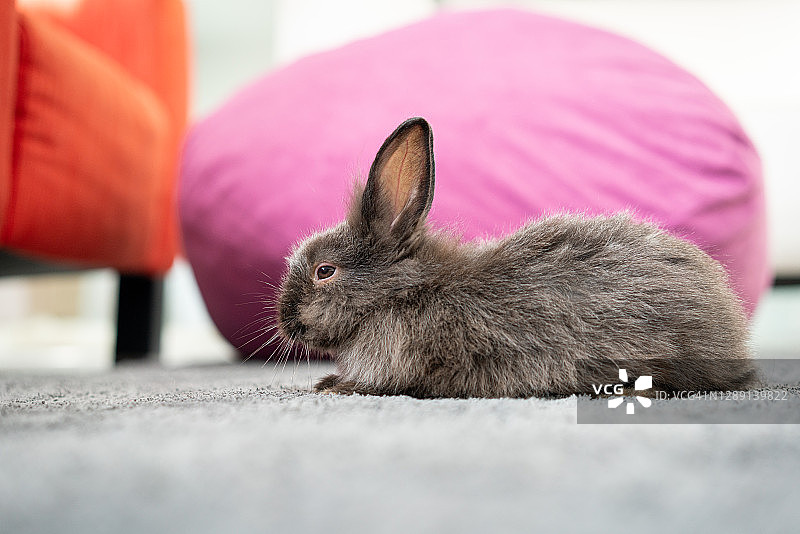 可爱的小兔子在客厅的地毯上图片素材
