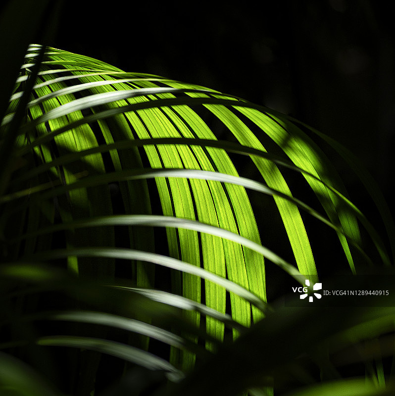 发光的绿色棕榈叶图片素材