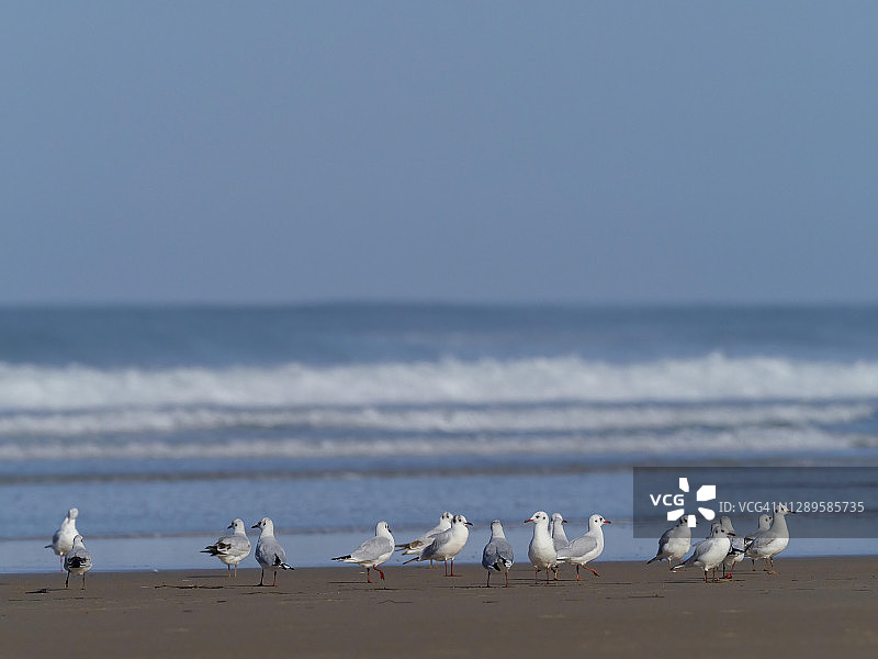 一群红嘴鸥在海边的海滩上休息。Chroicocephalus ridibundus。图片素材