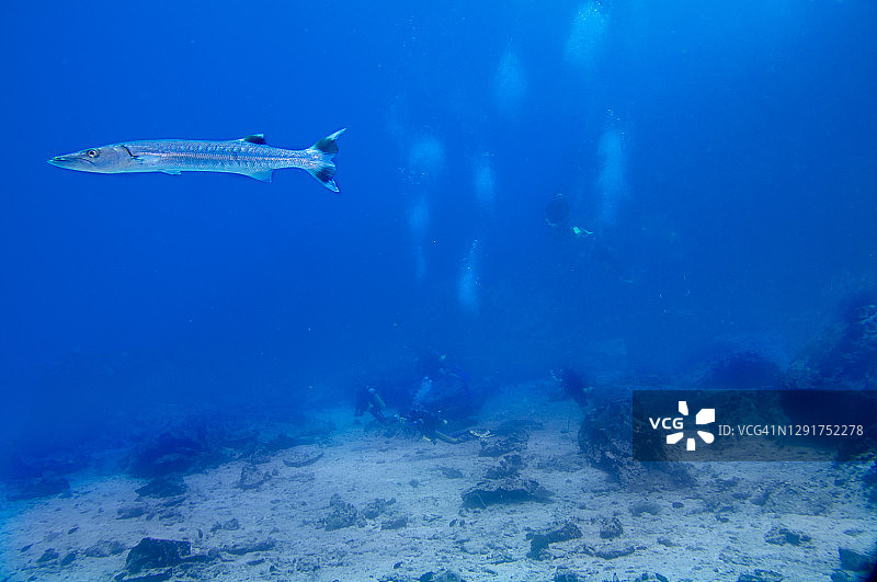 大梭鱼(Sphyraena Barracuda)与潜水员在背景。玛丽安岛。塞舌尔图片素材