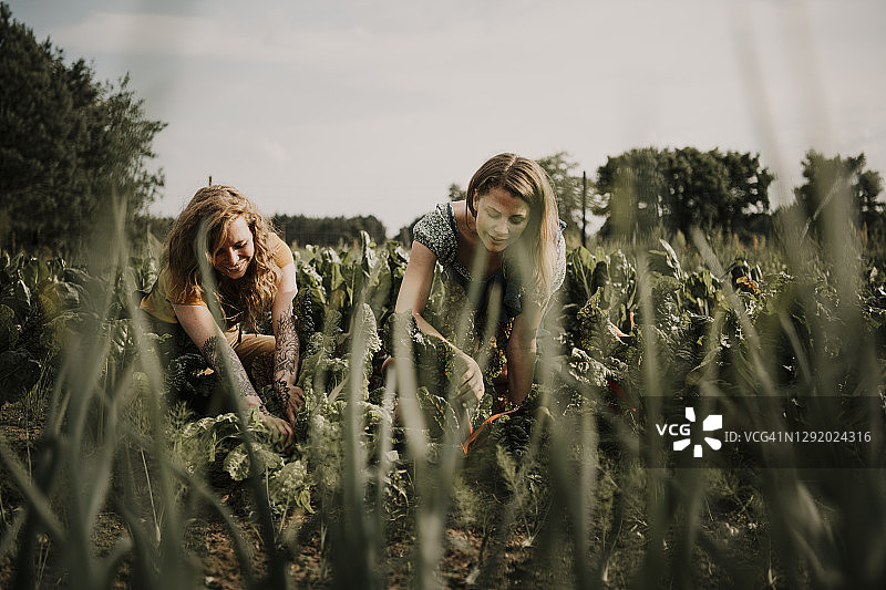在农场收割庄稼时工作的女性农场工人图片素材
