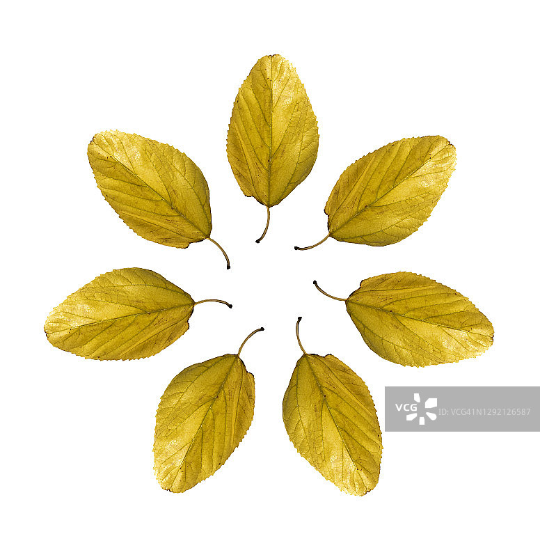 完整的框架，特写的黄叶在秋天形成一个圆圈在白色的背景。图片素材