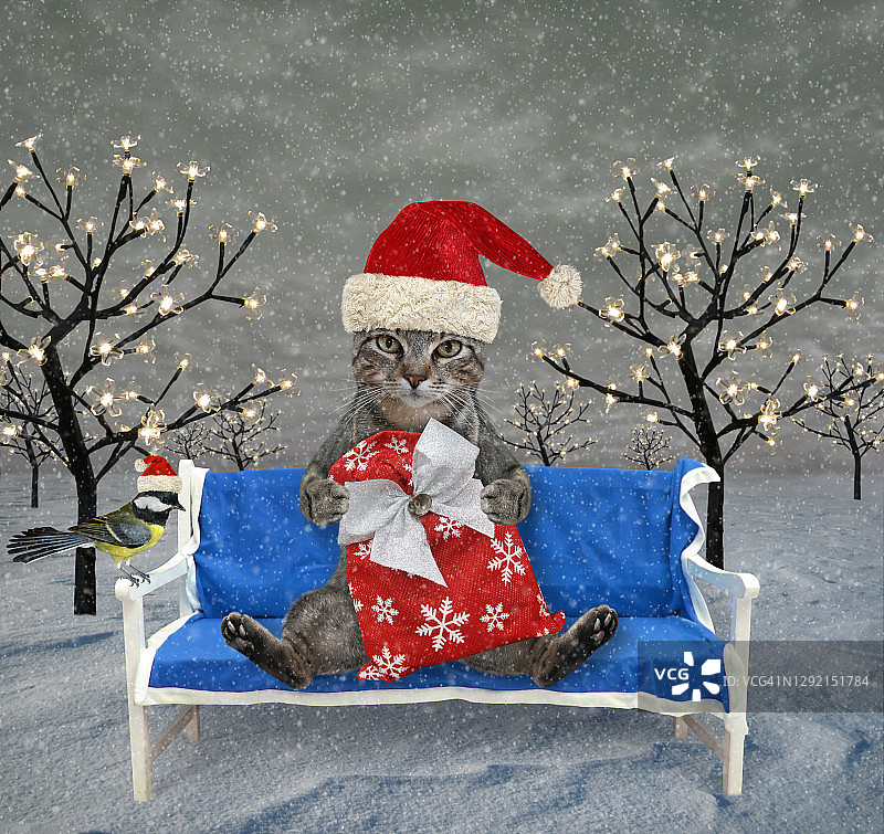 猫灰色坐在圣诞袋3图片素材
