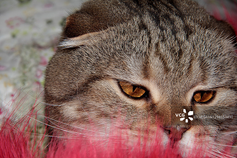 一只虎斑猫嗅着红色的毛皮。探索世界猫图片素材