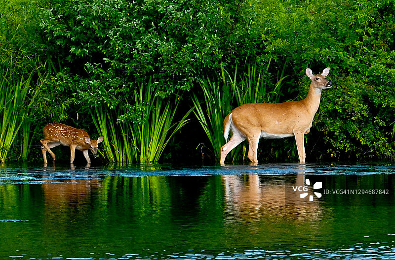 白尾鹿和小鹿在湖边图片素材
