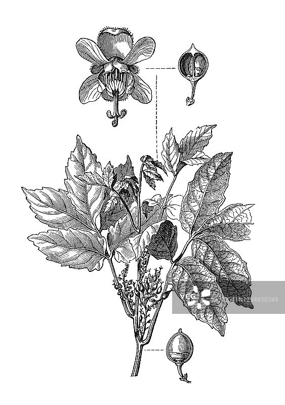 古刻的植物学插图，瓜拉纳（保利尼亚丘巴纳，保利尼亚索比利斯）图片素材