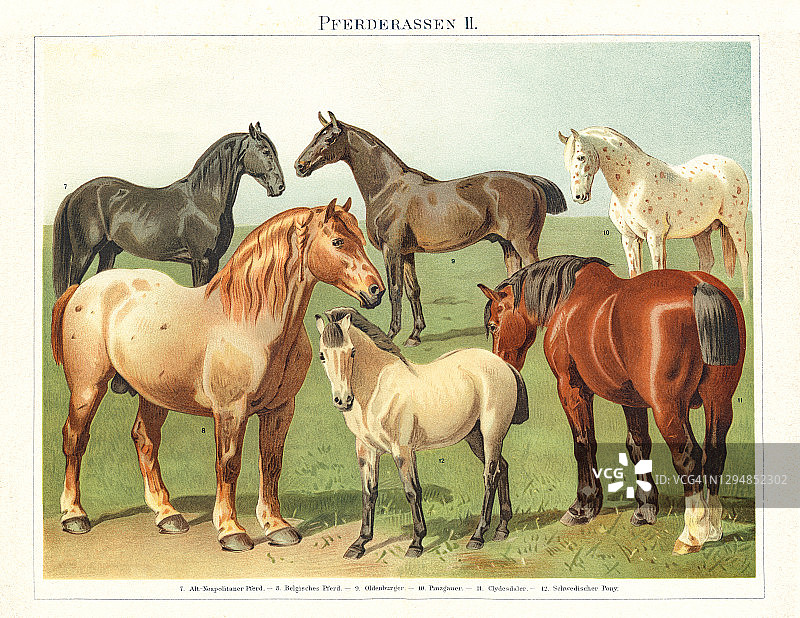 古老的马雕刻插图，马的解剖图片素材