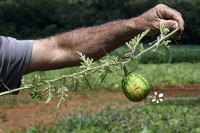 男性手握西瓜种植图片素材