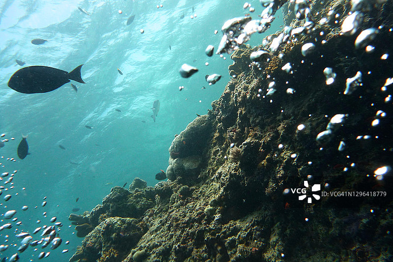 珊瑚和鱼在西巴丹马布尔水下图片素材