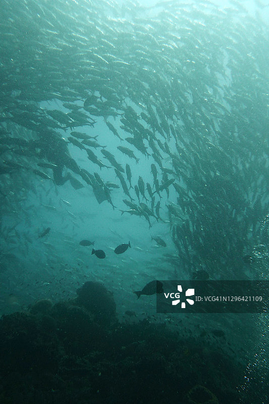 西巴丹马布尔水下的鱼群图片素材