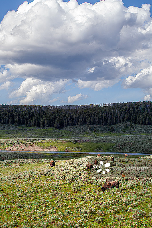 美洲野牛站在广阔的山艾树和绿色草地上，背景是河流。图片素材