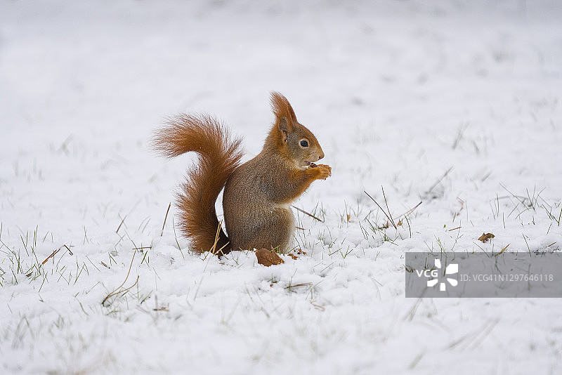 红松鼠，Sciurus vulgaris，冬天图片素材