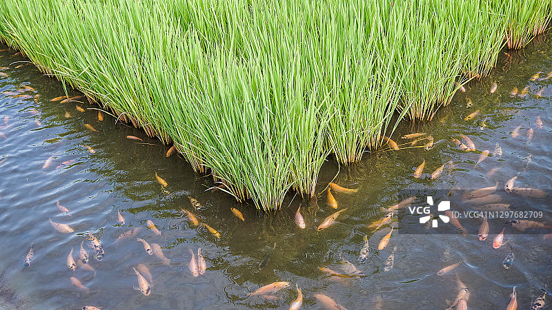 Minapadi:稻田耕作图片素材