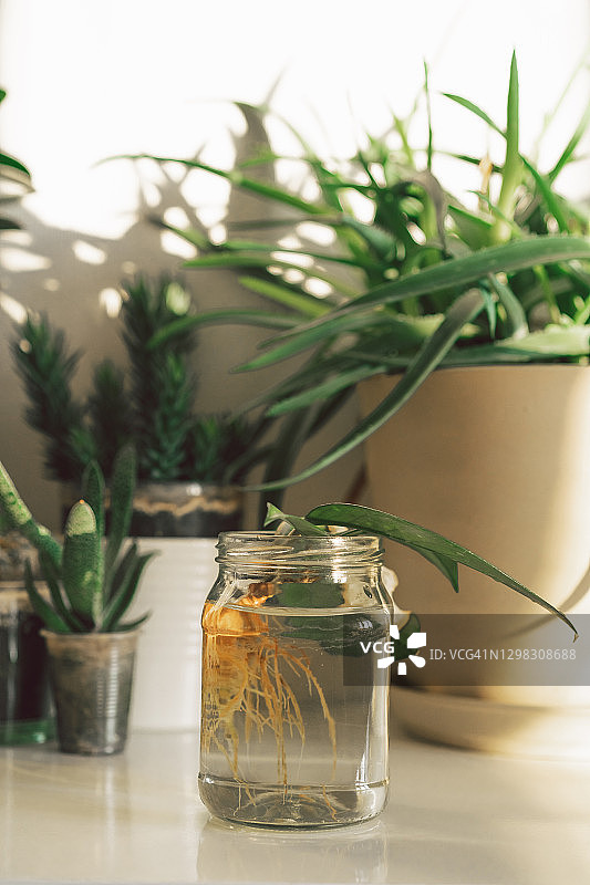 玻璃罐里的一株盆栽已经生根了。用室内植物绿化家园图片素材