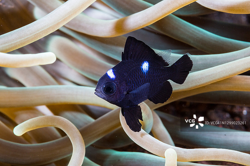 幼年多米诺小热带鱼-三毛达斯勒图片素材