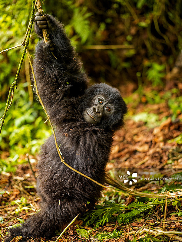 这是卢旺达火山国家公园里年轻的山地大猩猩(白令盖大猩猩)的特写图片素材