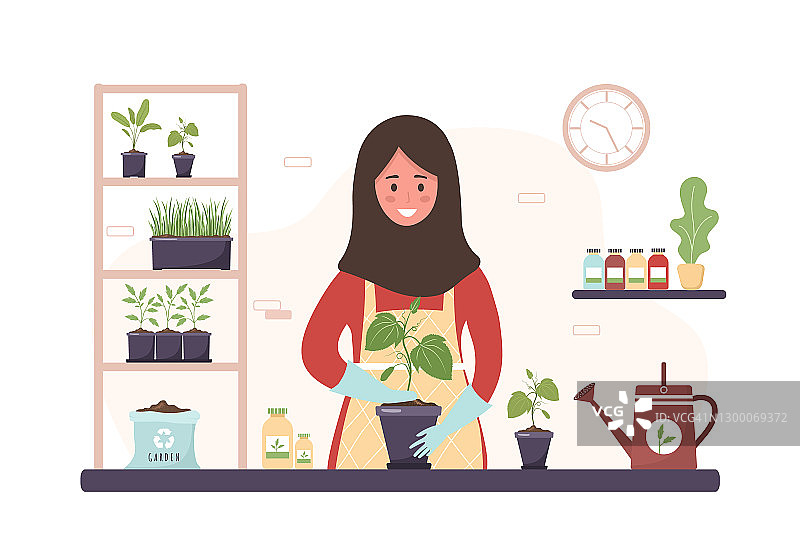 种植在家里。卡通伊斯兰妇女在橘子园补种幼苗。园艺的爱好。矢量插图在平面风格。家庭植物苗圃护理理念图片素材