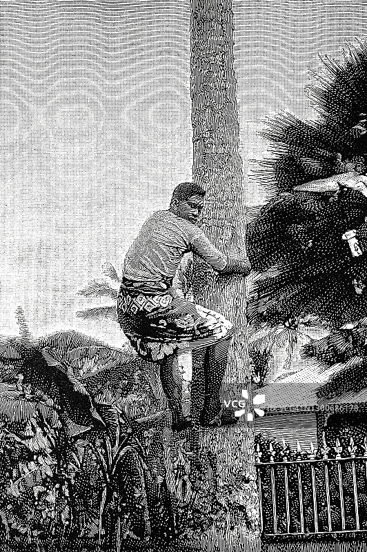 一个萨摩亚人爬上棕榈树树干图片素材