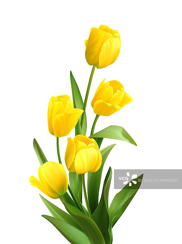 白色背景上孤立的一束春天的黄色郁金香。现实的矢量图图片素材