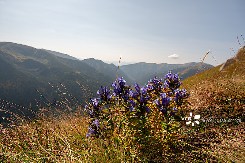 波兰南部高塔特拉山脉的蓝色花朵。图片素材