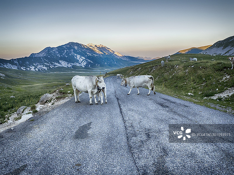 三头奶牛站在路中间，坎波Imperatore，阿布鲁佐，意大利图片素材