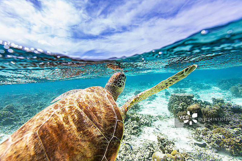 在一个阳光明媚的日子里，当绿海龟游过珊瑚礁和沙底时，它浮出水面呼吸空气图片素材