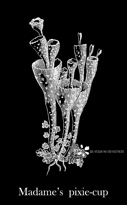 古老的真菌雕刻插图-夫人的精灵杯(Cladonia coccifera)图片素材