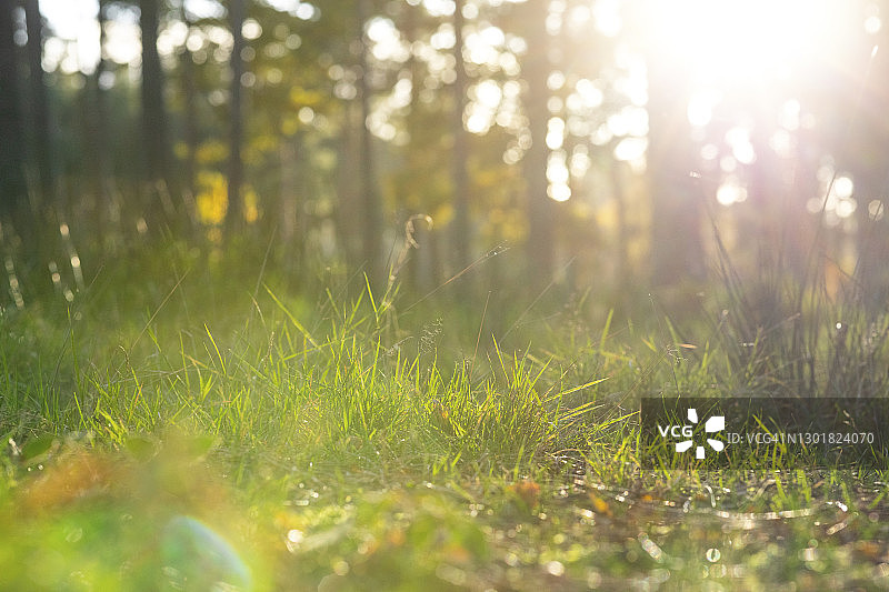 在阳光明媚的日子里，英国坎诺克蔡斯森林里的树木在陆地上生长的草地的特写图片素材