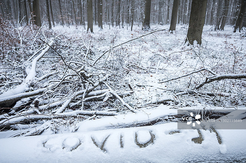 白雪覆盖的山毛榉树干上的冠状病毒标志图片素材