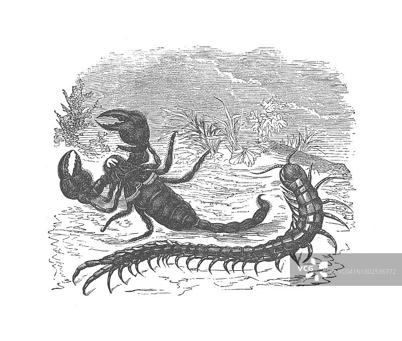 蝎子和千足虫，古董雕刻插图图片素材