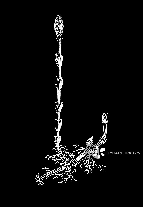 古老的植物雕刻插图，田马尾(木贼)图片素材