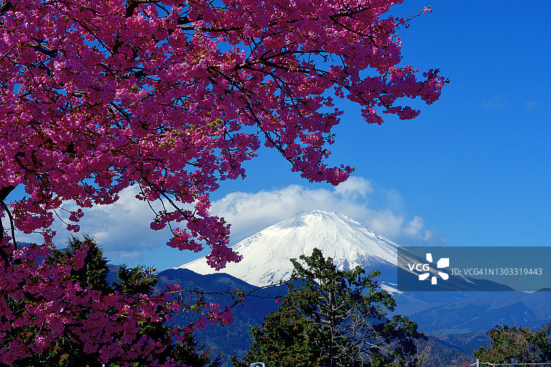 富士山和樱花:从神奈川县松田山看图片素材