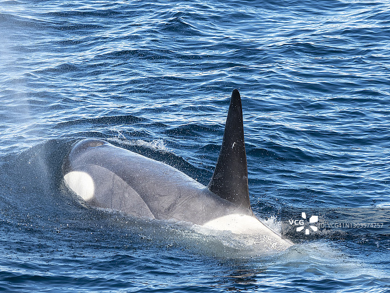 小B型逆戟鲸(Orcinus orca)，浮出在杰拉许海峡，南极洲，极地地区图片素材