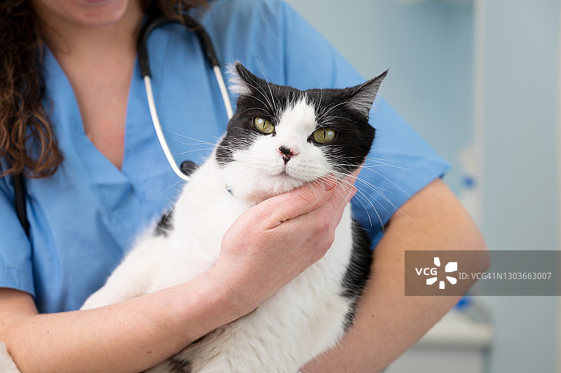 近距离女医生兽医是抱着一只可爱的白猫的手在兽医诊所。高质量的照片图片素材