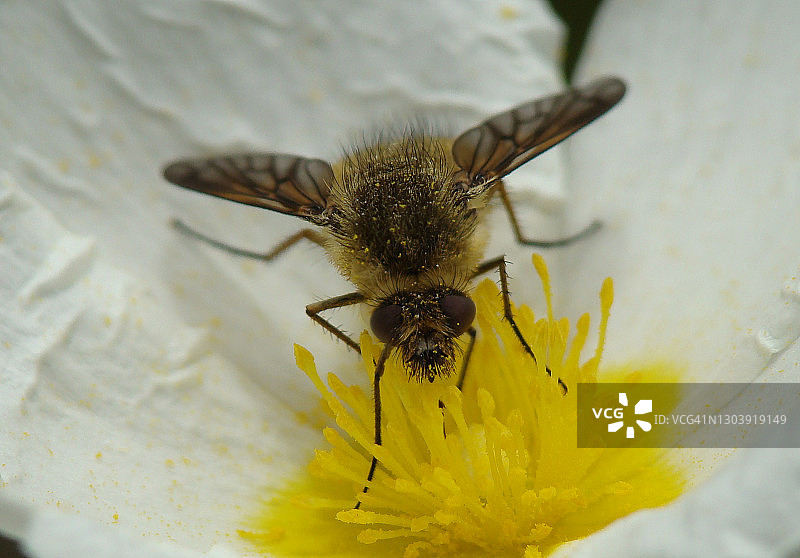 蜜蜂飞（康菲罗斯斯）图片素材